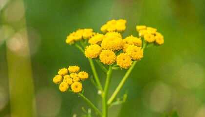 Close-up of bright yellow flower clusters, delicate stems against a blurred green background, showcasing the intricate details of the blossoms in a natural outdoor setting.