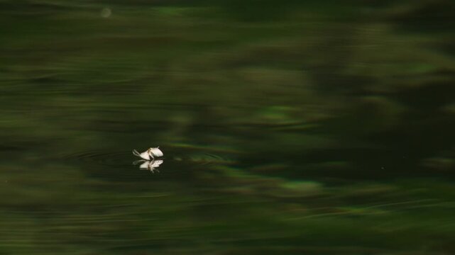 mayfly drifting on water surface