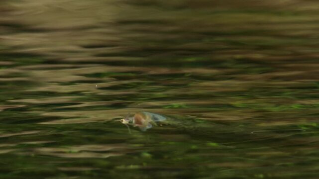 fish eating mayfly from water surface