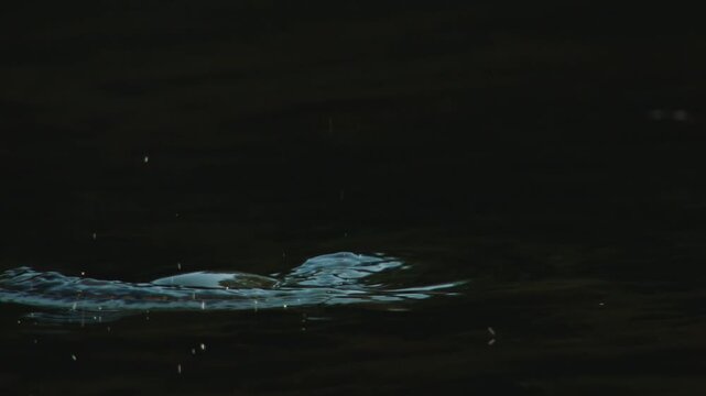 fish eating mayfly from water surface
