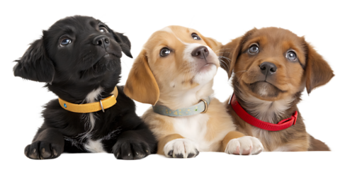 Three adorable puppies looking up with curiosity a black puppy a tan puppy and a brown puppy with colorful collars against a dark background