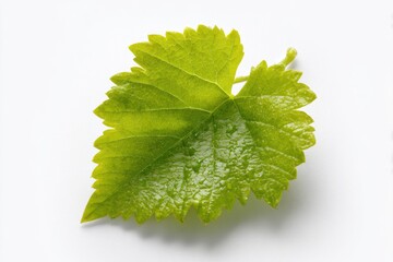Vibrant green grape leaf with delicate veins, serrated edges, on white background