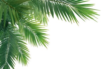Vivid green palm fronds cascade down, filling the left corner with tropical foliage, against stark white