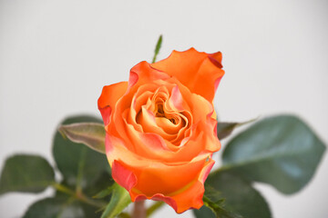 オレンジ色のバラ
