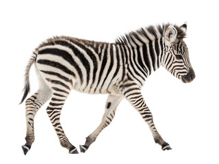 Fototapeta premium Striking Zebra Foal with Unique Black and White Stripes Walking with Graceful Movement on an Isolated Background Capturing the Essence of African Wildlife