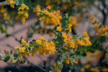 Mimosa flowers on a tree in japan