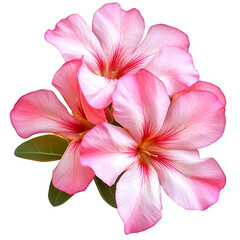 A beautiful arrangement of pink flowers showcasing intricate petals and vibrant colors against a striking black backdrop, enhancing their natural beauty on transparent background.