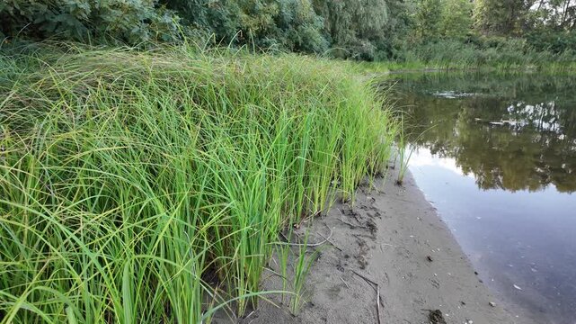 Sc&iacute;rpus. green reeds on the river bank. sand and reeds. Idyllic scene with reeds at the lake in a public park. Actinoscirpus grossus (also called Mensiang, Greater club-rush, Giant bulrush).
