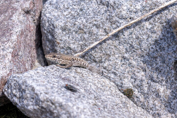 Eidechse Libelle auf einem Stein