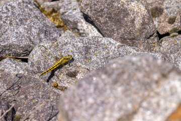 Große Blaupfeil Libelle auf einem Stein