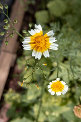 Kronenwucherblume im Hausgarten