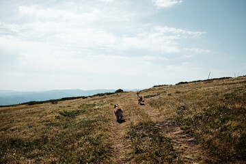 Two dogs German and Australian Shepherd walking on a dirt path across the open meadows of Stara Planina with mountain ranges in the distance. Rear view. Travel and hiking with pet concept