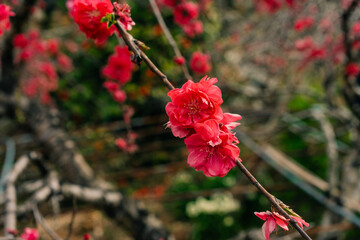 Japanese quince Chaenomeles japonica flowering in spring garden