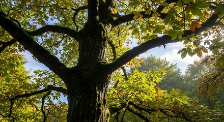 Obraz premium Majestic Oak Tree in Autumn Sunlight.