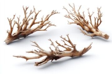 Fototapeta premium Three pieces of light-brown driftwood, arranged against a white backdrop, showcasing their gnarled branches and textures
