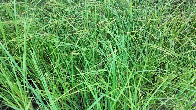 Sc&iacute;rpus. green reeds on the river bank. sand and reeds. Idyllic scene with reeds at the lake in a public park. Actinoscirpus grossus (also called Mensiang, Greater club-rush, Giant bulrush).