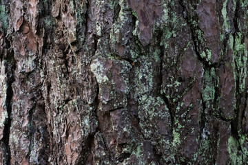 bark of a tree