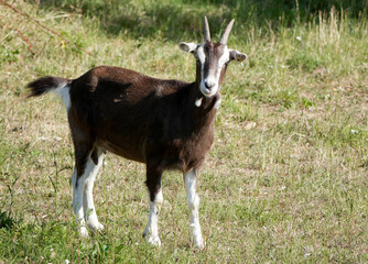 a brown and white goat stands on a green meadow and looks directly at the camera