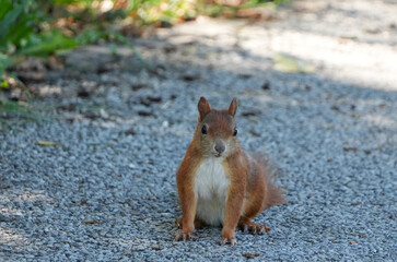 a cute red squirrel (sciurus vulgaris) sits on a gravel road and looks into the camera