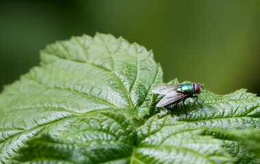 a close-up of a common green bottle fly (lucilia sericata) resting on a green leaf