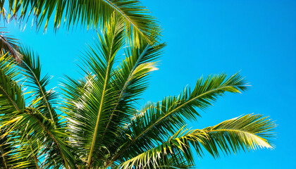 Fototapeta premium Low-angle view of palm trees against a clear blue sky. 