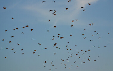 a large flock of birds flies through a blue sky with some clouds