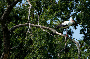 a white stork (ciconia ciconia) is perched on a branch high in a tree in the forest
