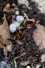 Tiny white pleated mushrooms grow from rich, dark, decomposing compost on a piece of cardboard, showcasing the cycle of nature.