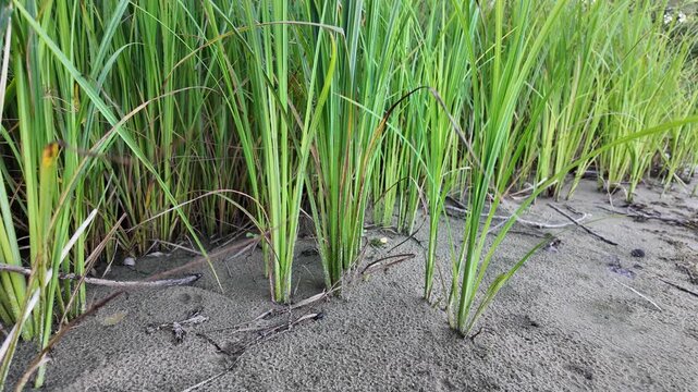 Sc&iacute;rpus. green reeds on the river bank. sand and reeds. Idyllic scene with reeds at the lake in a public park. Actinoscirpus grossus (also called Mensiang, Greater club-rush, Giant bulrush).