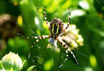 a back view of a wasp spider (argiope bruennichi) with its prey in the web