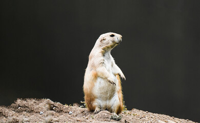 Alert Prairie Dog Standing Upright on Dirt Mound