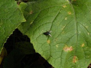 A Housefly Sitting on a Green Leaf
