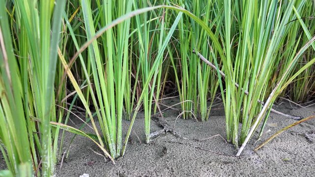 Sc&iacute;rpus. green reeds on the river bank. sand and reeds. Idyllic scene with reeds at the lake in a public park. Actinoscirpus grossus (also called Mensiang, Greater club-rush, Giant bulrush).