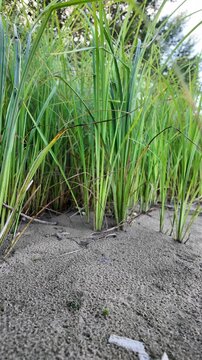 Sc&iacute;rpus. green reeds on the river bank. sand and reeds. Idyllic scene with reeds at the lake in a public park. Actinoscirpus grossus (also called Mensiang, Greater club-rush, Giant bulrush).