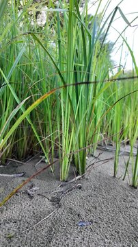 Sc&iacute;rpus. green reeds on the river bank. sand and reeds. Idyllic scene with reeds at the lake in a public park. Actinoscirpus grossus (also called Mensiang, Greater club-rush, Giant bulrush).