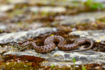 Leopardnatter // Leopard snake, European ratsnake (Zamenis situla) - Mani, Peloponnes, Griechenland