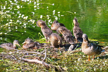 Junge Stockenten im Frühjahr bei einer Rast