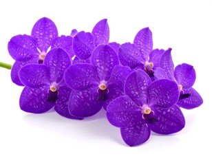Vibrant purple orchids arranged on a white background