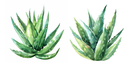 Fototapeta premium Succulents watercolor illustrations set, botanical painting, green plants isolated on white background