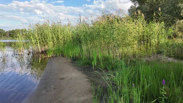Sc&iacute;rpus. green reeds on the river bank. sand and reeds. Idyllic scene with reeds at the lake in a public park. Actinoscirpus grossus (also called Mensiang, Greater club-rush, Giant bulrush).