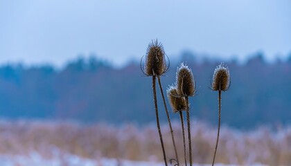 Frosty, dried thistle heads stand tall against a blurred, snowy winter landscape