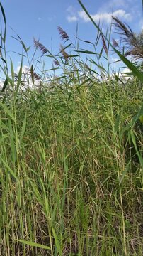 Sc&iacute;rpus. green reeds on the river bank. sand and reeds. Idyllic scene with reeds at the lake in a public park. Actinoscirpus grossus (also called Mensiang, Greater club-rush, Giant bulrush).