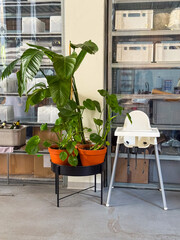 Indoor scene with green potted plant in containers and white baby high chair near storage shelves. Home design, lifestyle, family care, decoration and domestic environment.