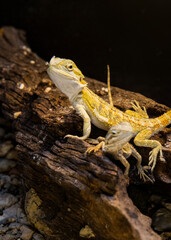 Bearded Dragons Resting on Wooden Log in Terrarium. Lizards on a black background