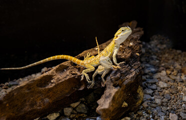 Bearded Dragon Reptiles Posing on Wooden Structure. Lizard type
