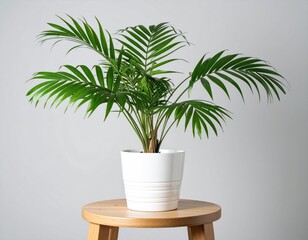 Obraz premium Contemporary Still Life of an Indoor Palm Plant on Wood Stool