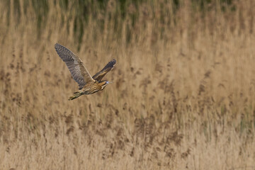 Bittern (Botaurus Stellaris) flying over the reedbeds of the Somerset Levels in Somerset, United Kingdom.