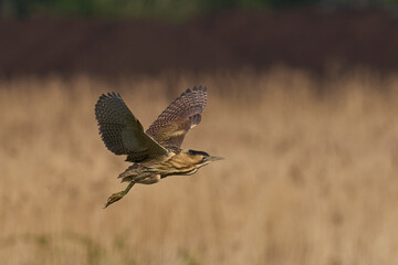 Bittern (Botaurus Stellaris) flying over the reedbeds of the Somerset Levels in Somerset, United Kingdom.