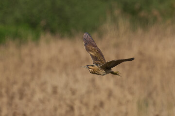Bittern (Botaurus Stellaris) flying over the reedbeds of the Somerset Levels in Somerset, United Kingdom.