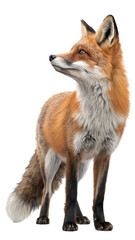 sharp, realistic PNG of a red fox standing still with its bushy tail visible, isolated on white.